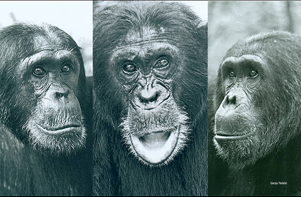 How did a once-unified community of chimpanzees in Gombe National Park, Tanzania, end up at each other's throats? Tensions that divided these top males also divided their community, researchers find. Photos by Geza Teleki.