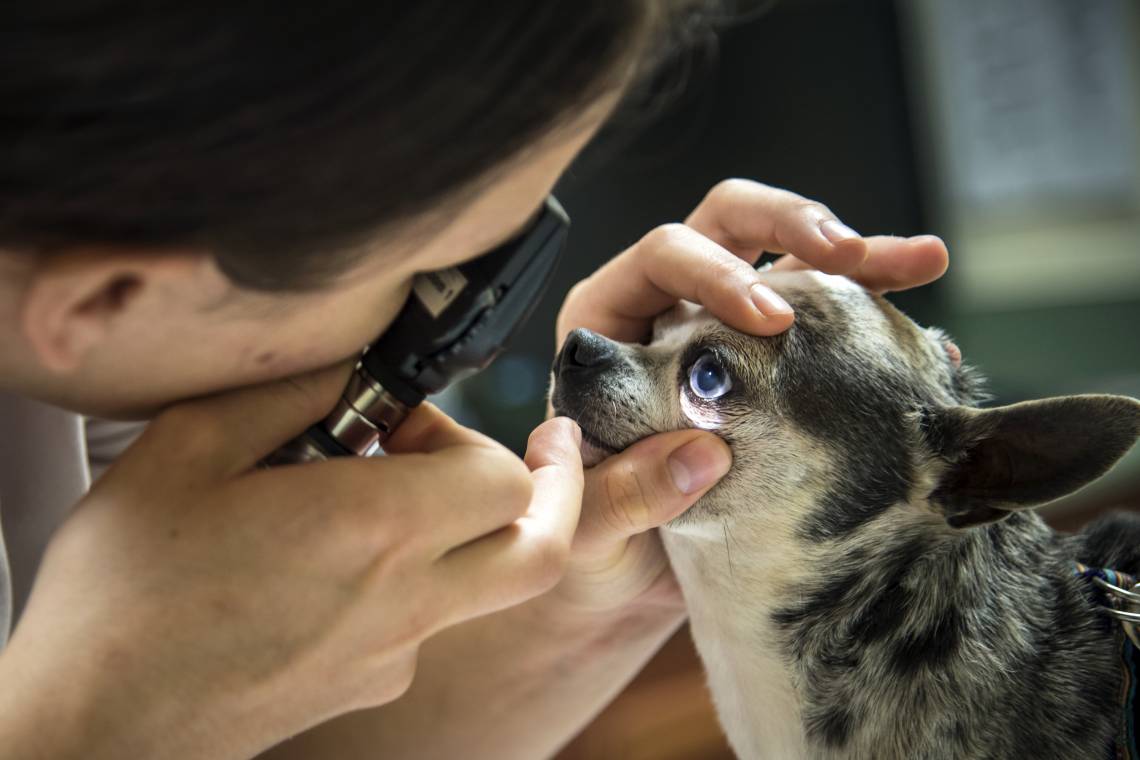 Scientists compared hundreds of species by the sharpness of their sight. They found a 10,000-fold difference between the most sharp-sighted and the most blurry-eyed species, with humans ranking near the top. Photo by Eugene Oliver