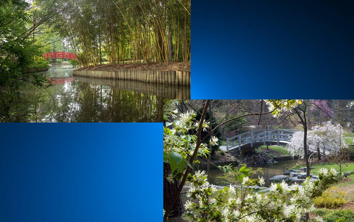 The arching bridge in Sarah P. Duke Gardens when it was painted white, left, and red, right. Photo courtesy of Sarah P. Duke Gardens.