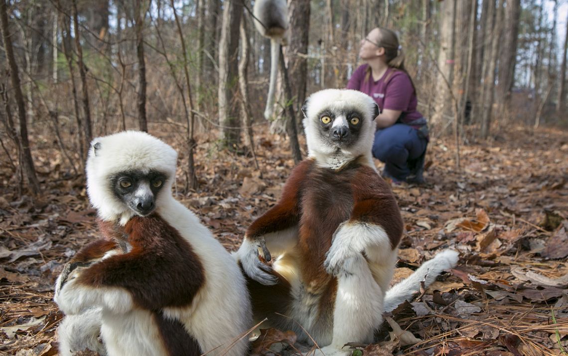 Lemurs sit on the leaves while visiting researcher Meredith Semel collects data behind them in 2020. Photo by Jared Lazarus, University Communications.
