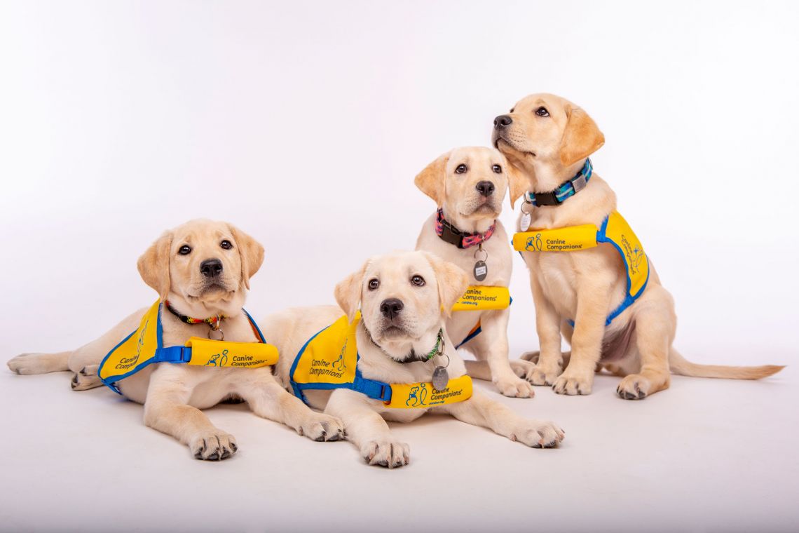 Madeline, Neely, Nancy and Maestro, The newest students in the Duke Puppy Kindergarten.