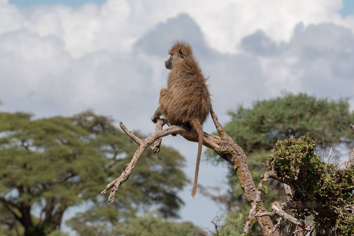 An Amboseli baboon in Kenya. A new study shows that chronic stress in female baboons leads to premature deaths. (Fernando Campos)
