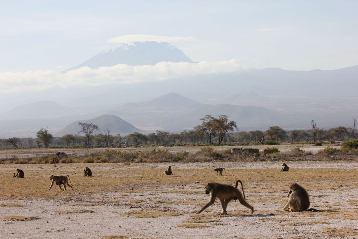 The vast majority of baboons in Kenya’s Amboseli basin carry genes from a closely related species, finds a new study in the journal Science. Credit: Arielle Fogel, Duke University.