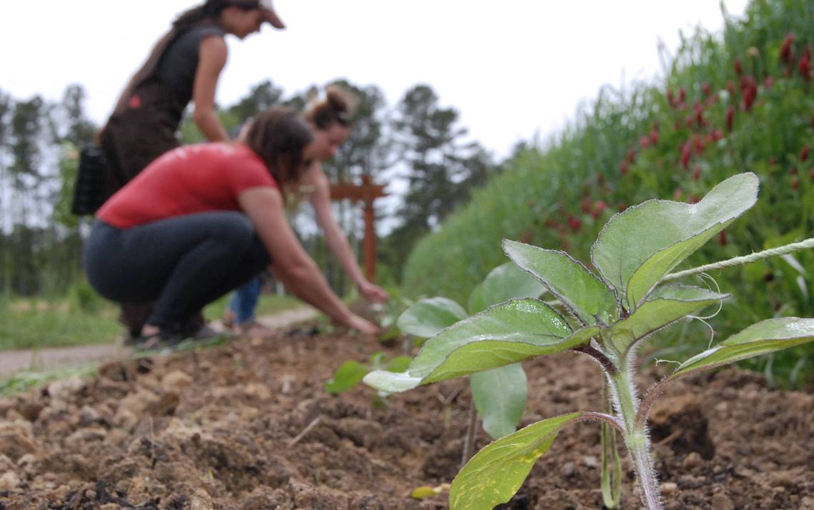 Volunteers at Duke Campus Farm plant a row of sunflowers.