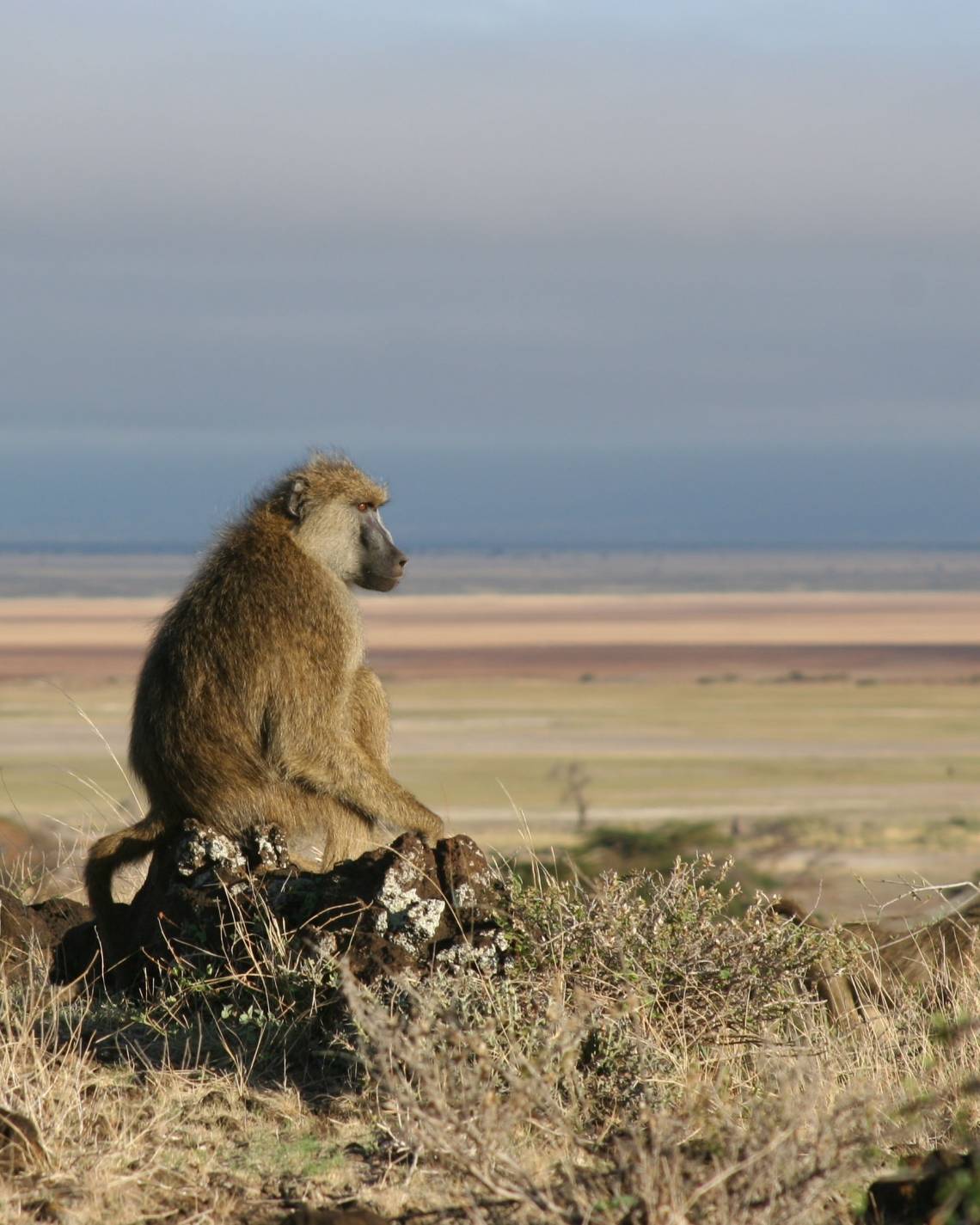 Some baboon males are prone to commit domestic violence when forced to move into a group with few fertile females, researchers find. Photo by Catherine Markham, Stony Brook University.