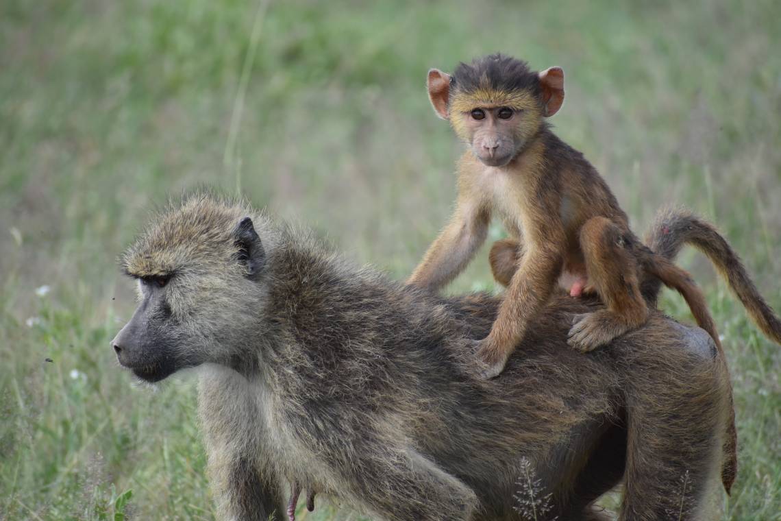 Whether this infant baboon survives to adulthood depends, in part, on events that happened to his mother long before his birth. A study of wild baboons finds that a mom’s childhood trauma can be passed to the next generation. Chelsea Weibel, Notre Dame.