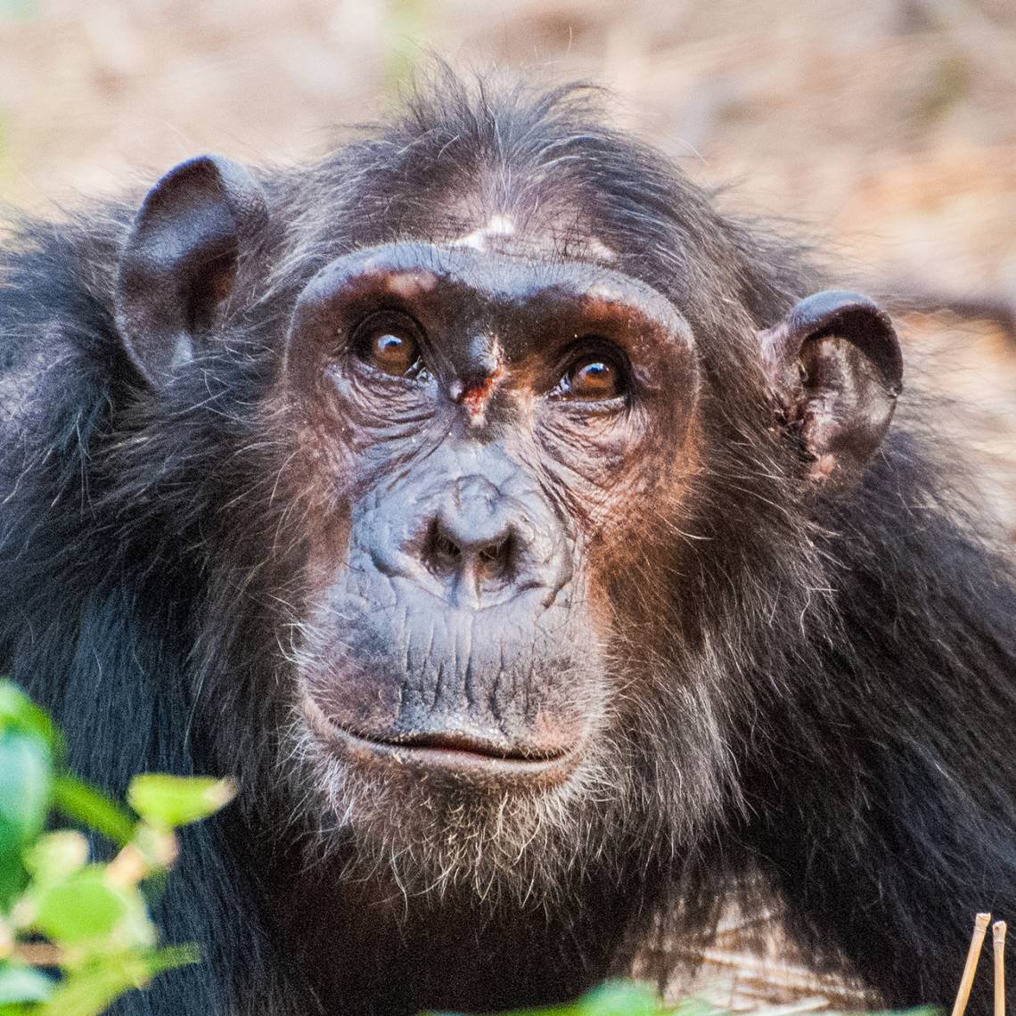 A low-ranking young female chimpanzee was wounded in a fight when she attempted to enter the female social hierarchy. Credit: Ian C. Gilby