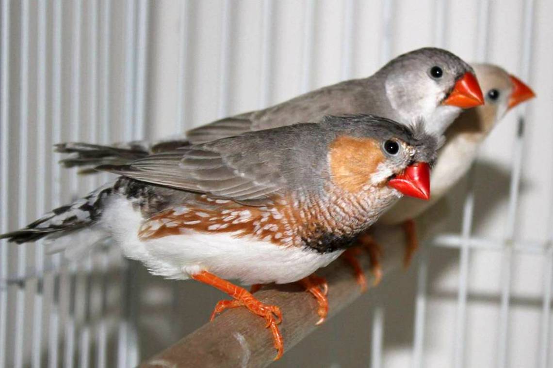 Zebra finches (Trisha Shears, via Wikimedia Commons) 