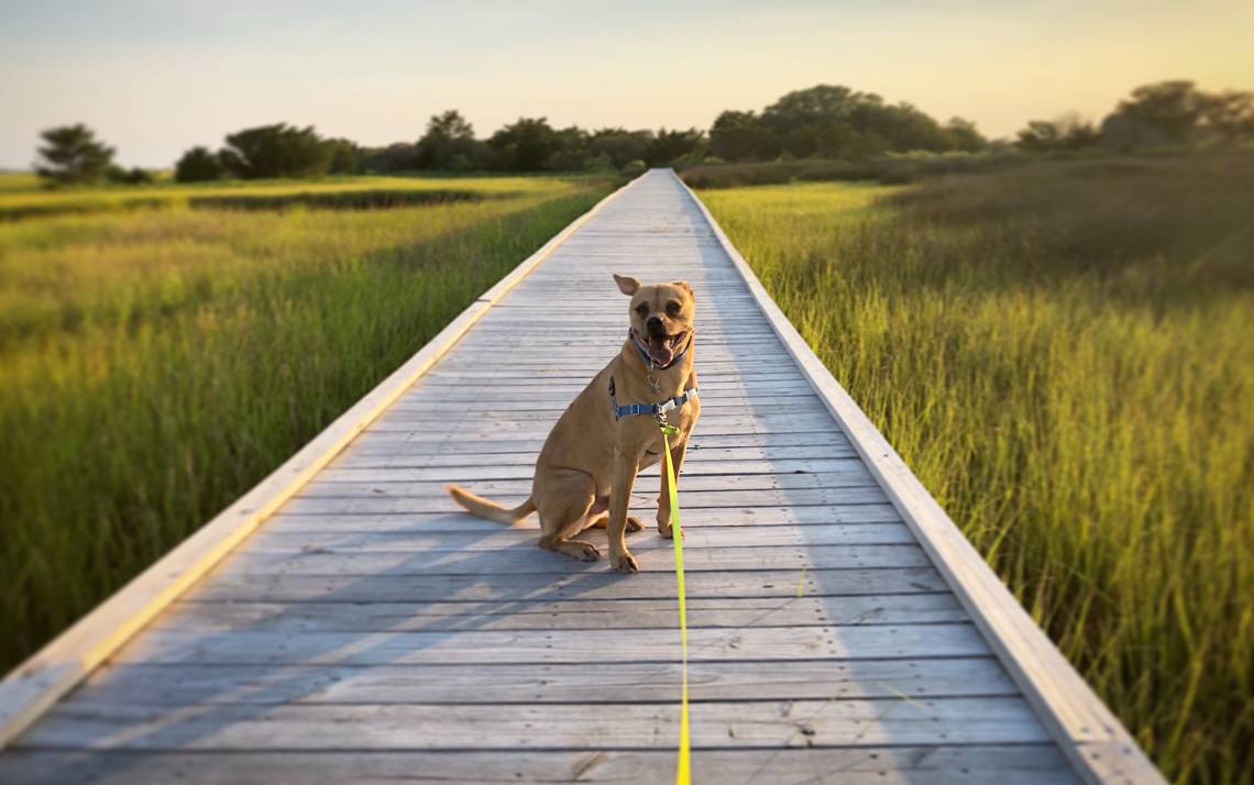 Andy Medlin shared an adorable photo of his dog, Jackson, at Fort Fisher State Recreation Area.