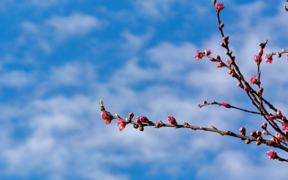 Flower buds sprout on a branch.