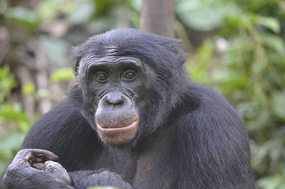 Fizi, an adult male bonobo at Lola ya Bonobo Sanctuary in the Democratic Republic of the Congo. A new study of these African apes hints at how human cooperation came to be. Photo by Christopher Krupenye, Duke University.