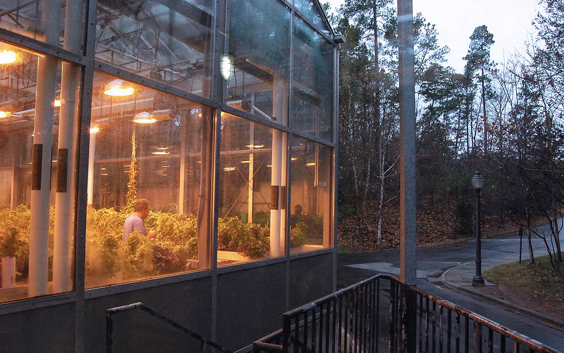 On a cold rainy day, the Duke Biological Sciences Greenhouse remains a warm and bright place for thousands of plants.