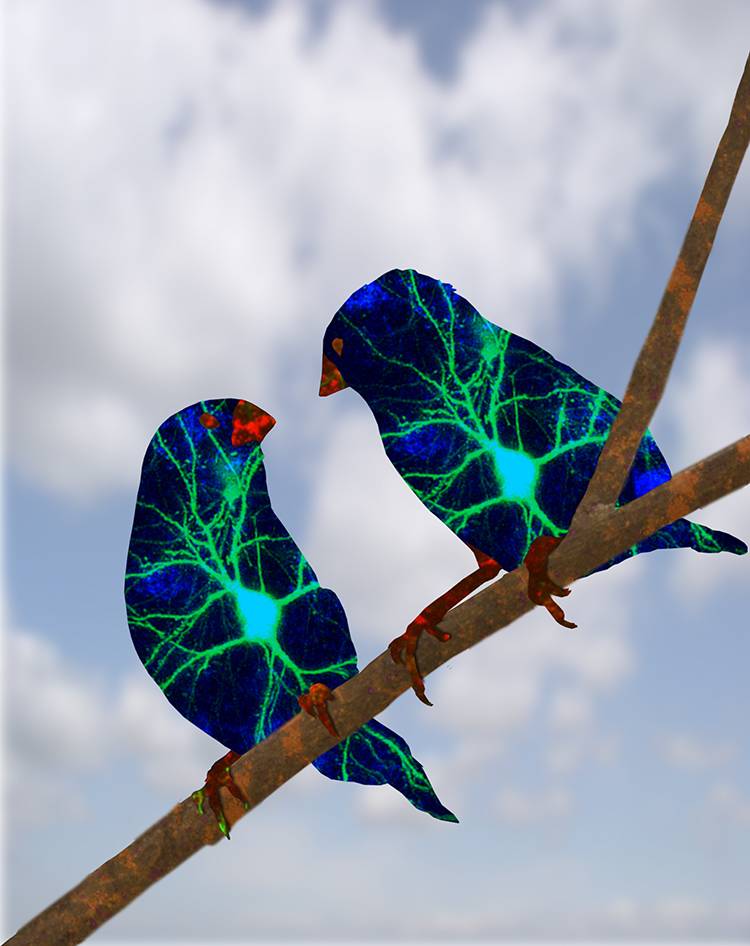 Duke researchers have identified the social component to a young bird’s ability to learn songs from an adult. Credit: Dennis Irwin