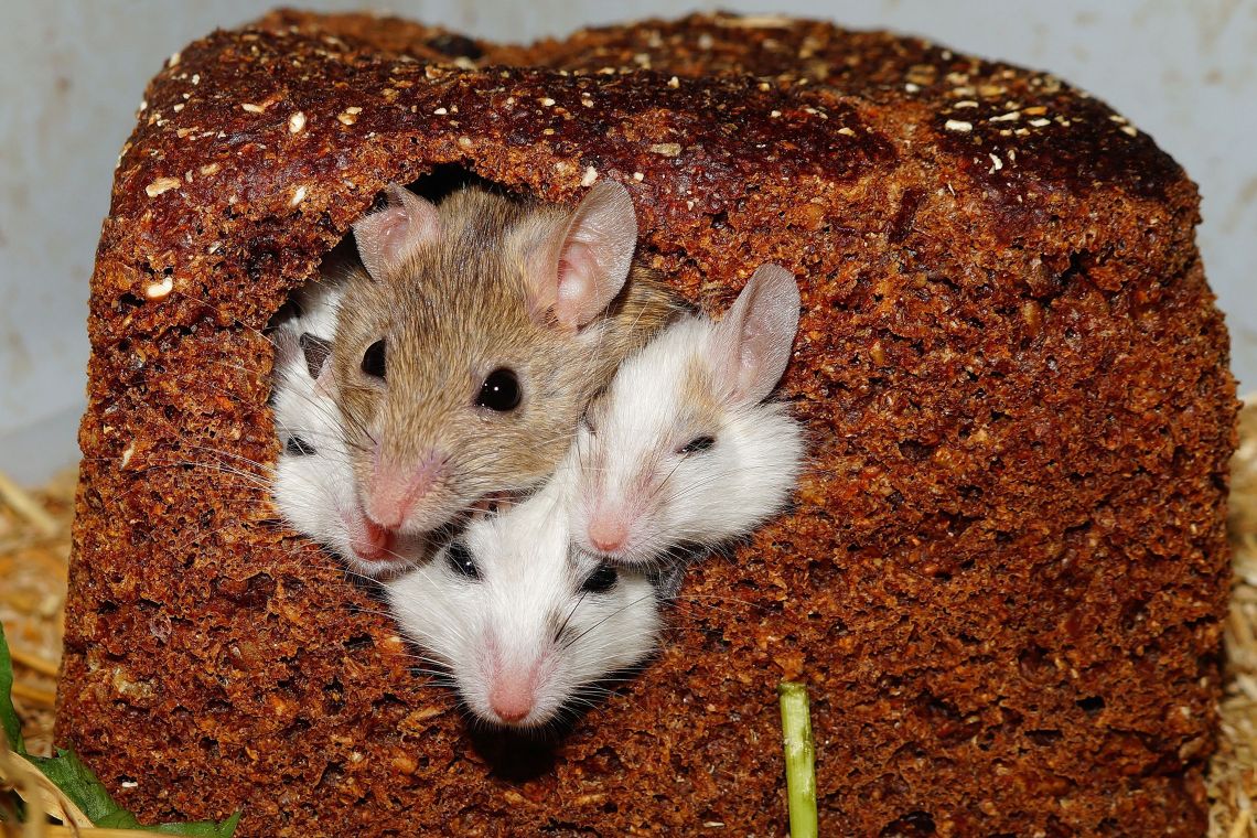 Duke neurobiology researchers connected to eight parts of a mouse’s brain and found they could turn social behavior up and down. (Karsten Paulick via Pixabay)