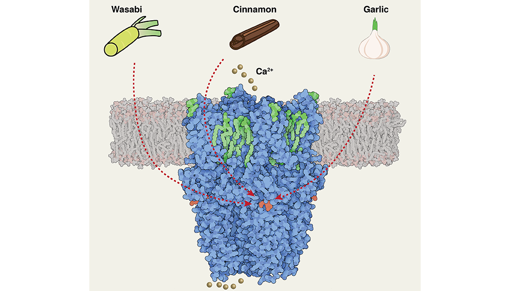 This tiny sensor, TRPA1, may be found anywhere in the skin or epithelium lining the mouth, nose and throat. It’s sensitive to an array of chemical irritants including tear gas and wasabi. Credit: Yang Suo, Duke University