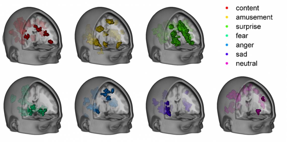 A Duke team has mapped the distinct patterns of brain activity that correspond to seven different emotional states. The brain anatomy presented here is an average of data from 32 study subjects. (Credit: Philip Kragel, Kevin LaBar, Duke University)