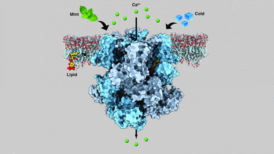 An ion channel in human nerve cells called the transient receptor potential melastatin member 8 (TRPM8) senses both coldness and menthol, transmitting cooling sensations by releasing calcium (green spheres). Image: Ying Yin 