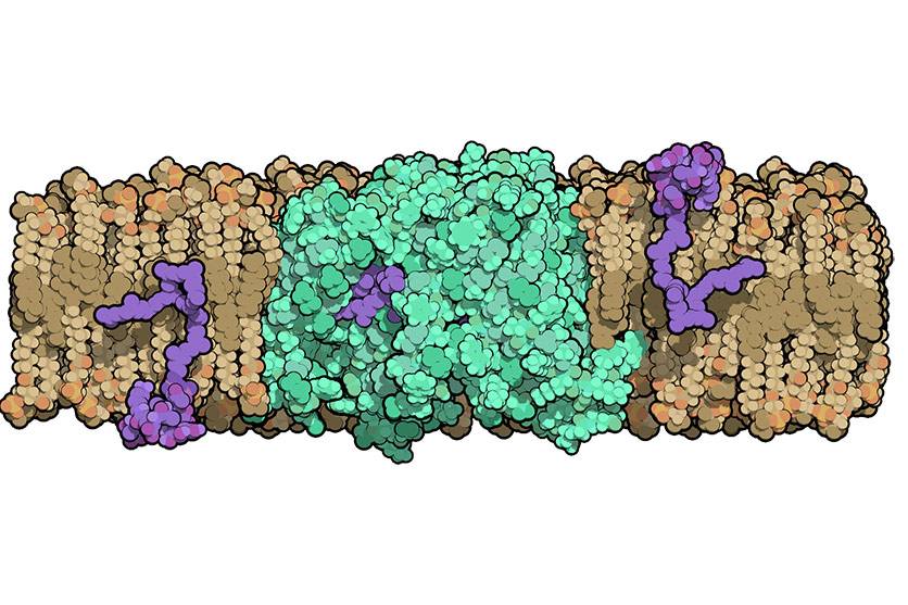 Researchers at Duke University solved the structure of an enzyme that is crucial for helping bacteria build their cell walls. The molecule, called MurJ (shown in green), must flip cell wall precursors (purple) across the bacteria’s cell membrane before th