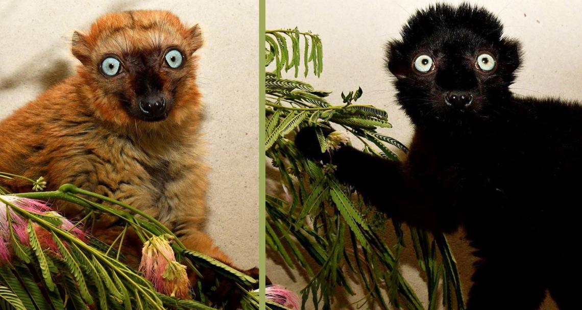 Mangamaso and Velona were born at Parc Ivoloina, a nonprofit nature center in eastern Madagascar. The Duke Lemur Center and Parc Ivoloina, managed by the Madagascar Fauna and Flora Group, have been partners since 1987. Photo by David Haring.