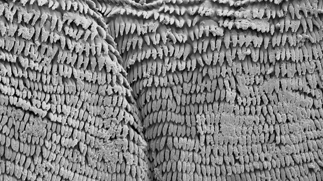 A scanning electron microscope image shows the 1-micron projections on the adhesive patches of a leaping gall midge larva. Researchers aren’t sure yet what makes them so sticky. (Duke SMIF/Grace Farley)