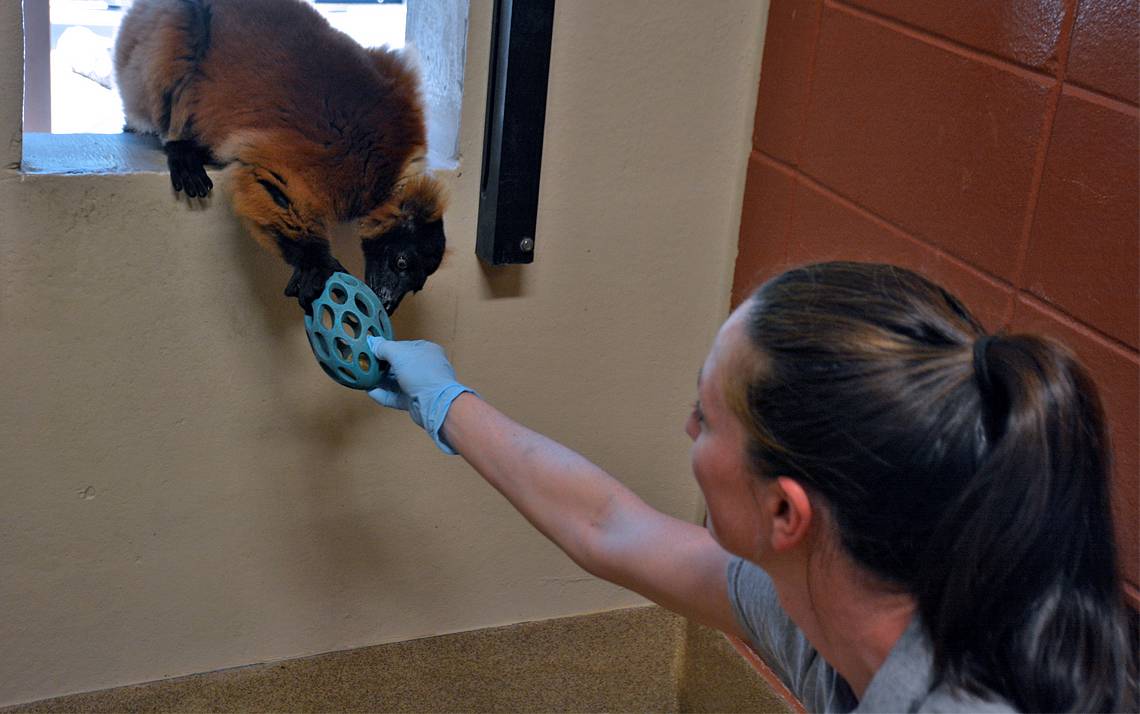 Kate Byrnes passes a rubber ball to Minias, a red-ruffed lemur. Photo by Jonathan Black.