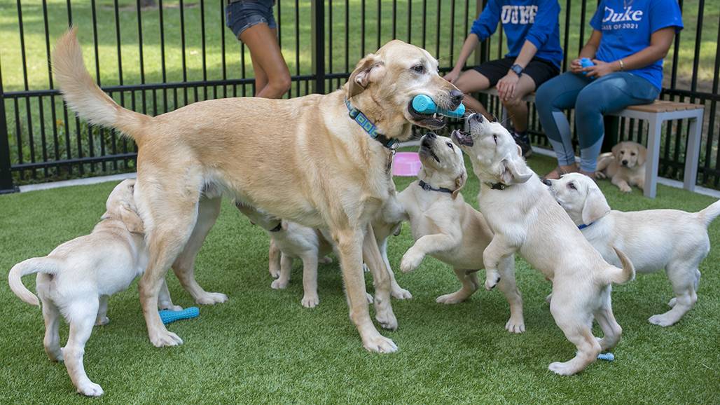 Congo romps with six of the seven puppies currently enrolled in Duke’s Puppy Kindergarten. Researchers and volunteers at Duke will be trying to give the puppies a head start to  help more of them become Canine Companions for Independence assistance dogs.