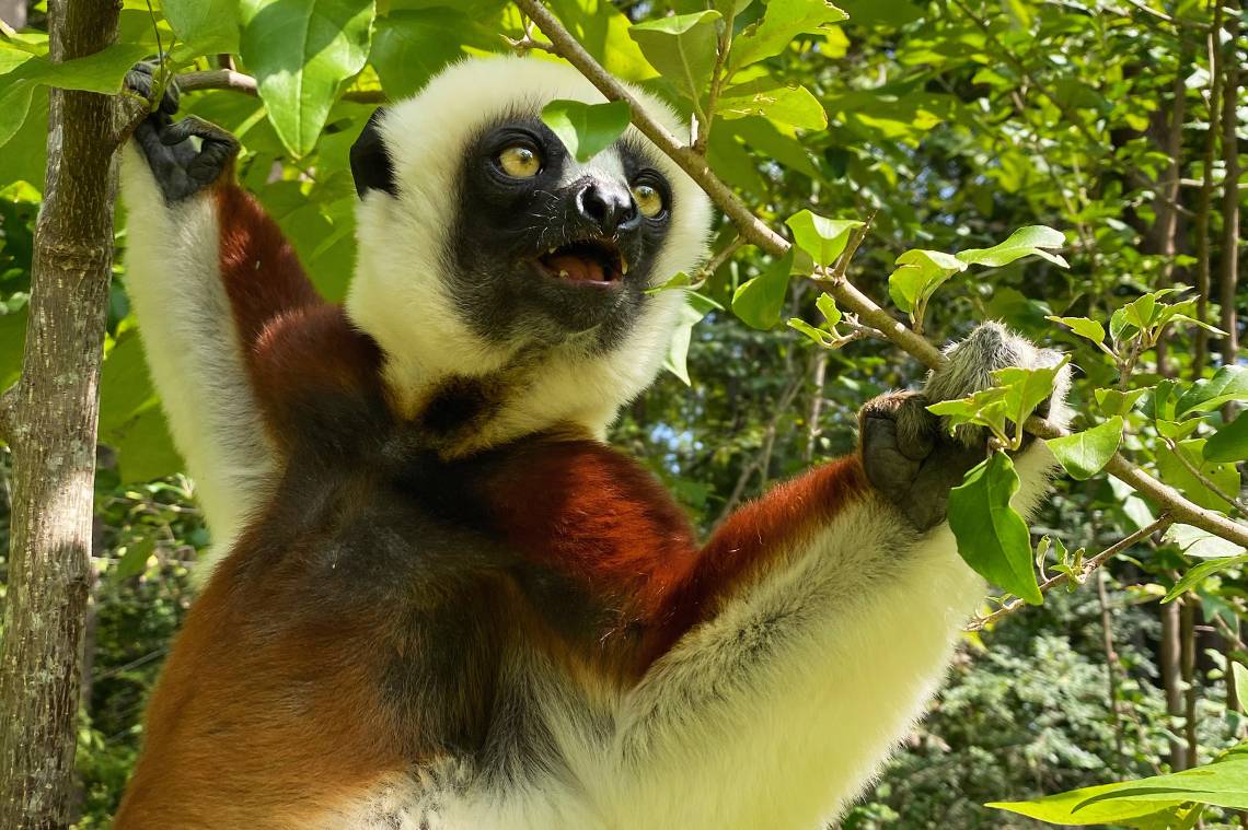 A grazing Coquerel's Sifaka contemplates the next tasty leaf in the Duke Lemur Center's natural habitat enclosure. (Lydia Greene)