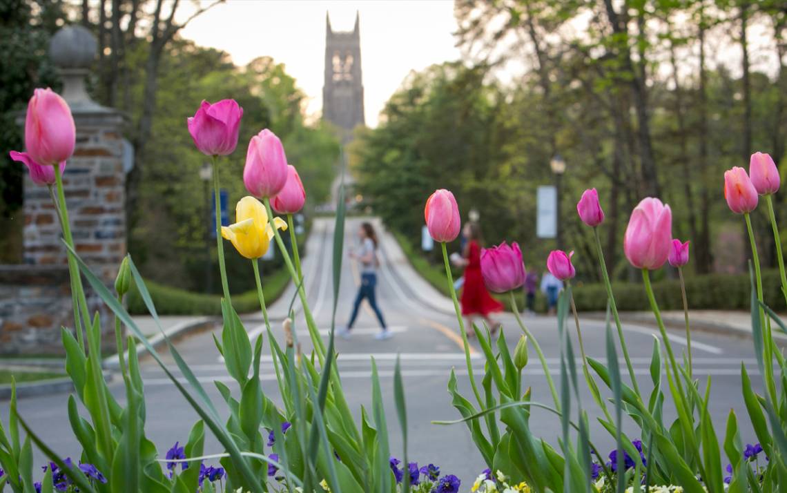 Tulips in front of Duke Chapel.