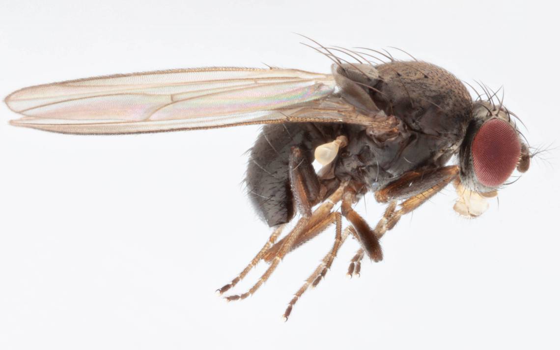 First spotted in the U.S. in the early 1980s, a sexually confused fruit fly called Drosophila subobscura may have contributed to a collapse in native fruit flies through misdirected mating attempts. Photo by Malcolm Storey, www.bioimages.org.uk.