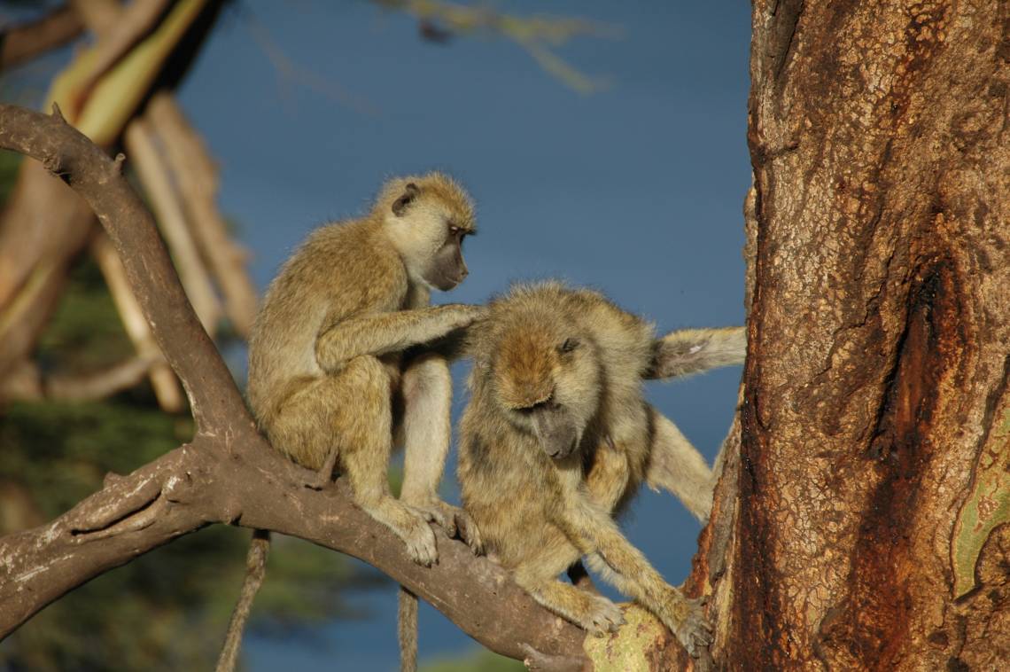 Grooming is a baboon’s way of bonding. A 35-year study of more than 540 wild baboons in Kenya links strong social bonds to better chances of survival. Photo by Susan Alberts, Duke University.