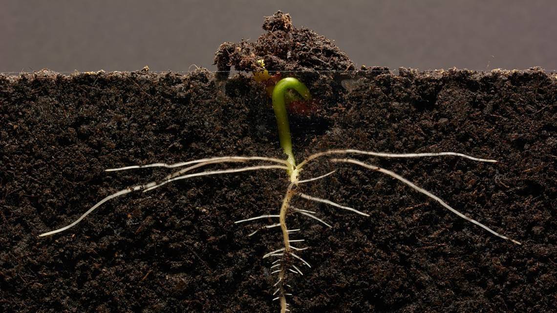 A germinating bean seedling growing lateral roots. A new study identifies the compounds behind the phenomenon. Credit: Mindaugas Kriksciukas/GPhase