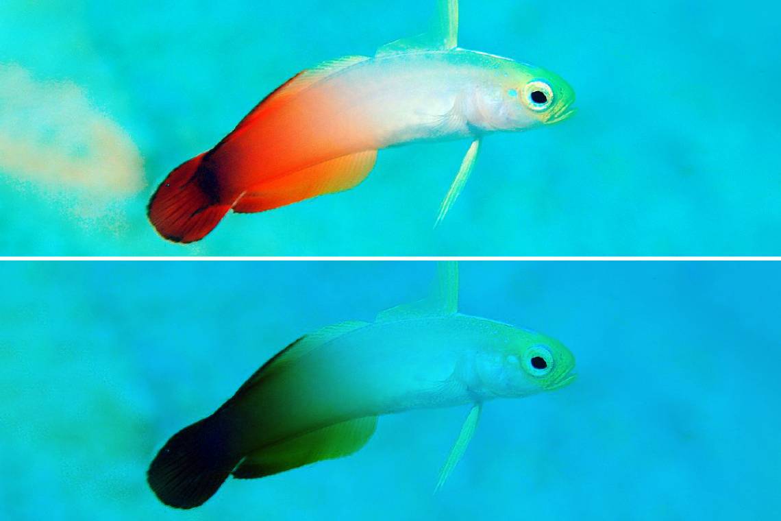 As warming oceans drive fish into cooler, deeper waters, the colors they rely on for survival could become harder to see. A mere 20-meter drop in the water column turns this fire goby from magnificent to muted. Credit: Nazir Amin.