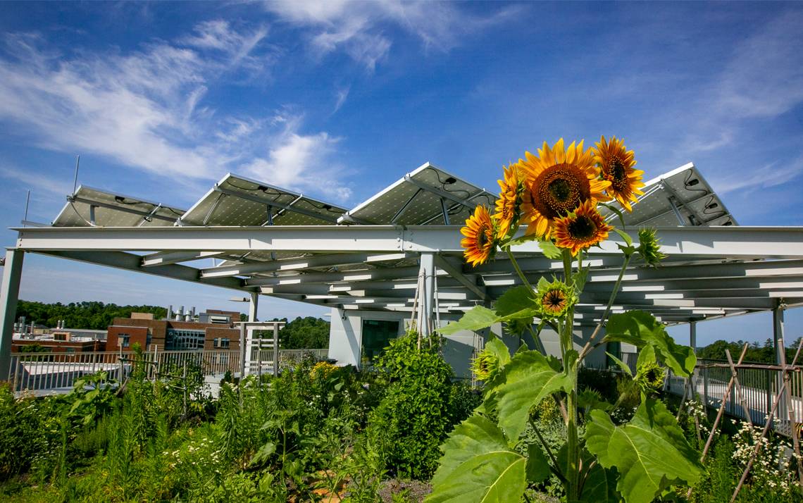 A sunflower in Grainger Hall's rooftop garden.