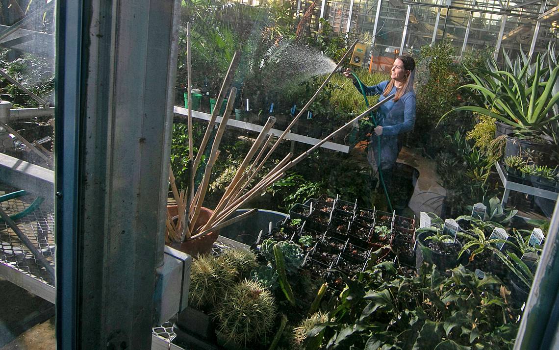 Beth Hall Hoffman, Paul J. Kramer Plant Collections Manager at Sarah P. Duke Gardens, tends to plants in the Duke Gardens greenhouse. Photo by Chris Hildreth.