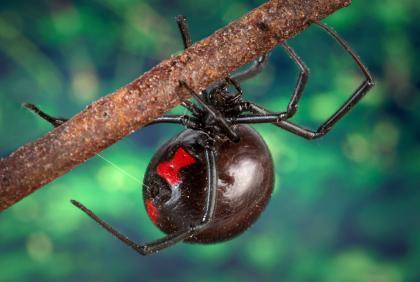 The black widow spider’s telltale red hourglass-shaped mark appears brighter and more contrasting to birds than to insects, finds a new study. The red-and-black color combination sends a “beware!” signal to predators without scaring off their prey.