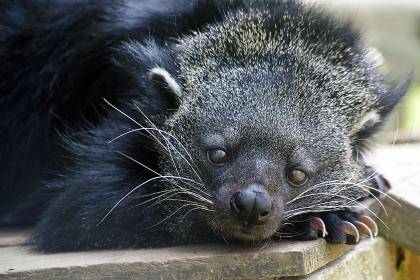 The binturong, or bearcat, is neither a bear nor a cat, but a shy member of the civet family that lives in the rainforests of Southeast Asia. Binturongs owe their popcorn-like scent to a chemical compound in their urine that also happens to be the major