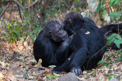 Two adult male chimpanzees groom each other in Gombe National Park, Tanzania. Photo by Steffen Foerster, Duke University