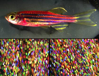 To the naked eye, this genetically engineered zebrafish has a magenta tone (top). But under a microscope, every cell has a distinct color, thanks to a new labeling technique called Skinbow (bottom). Credit: Chen-Hui Chen, Duke University