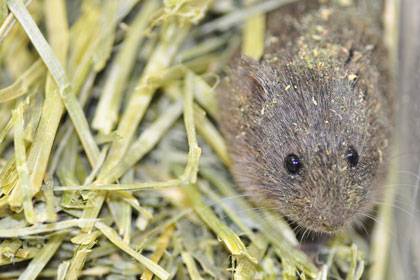 Too much elbow room raises alarm in prairie voles. Photo courtesy of Aubrey M. Kelly, Cornell University
