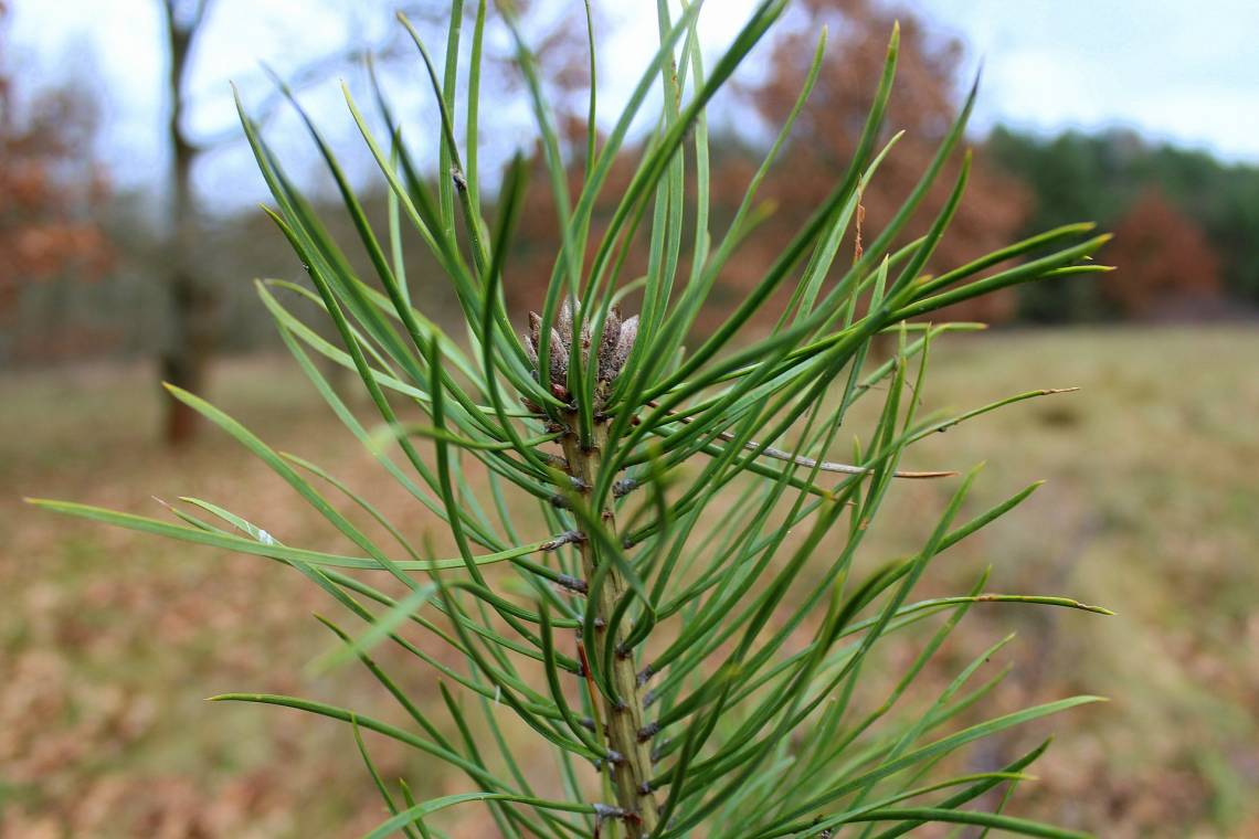 A new study points to temperature as the major factor influencing the pace of reforestation in the eastern United States. 