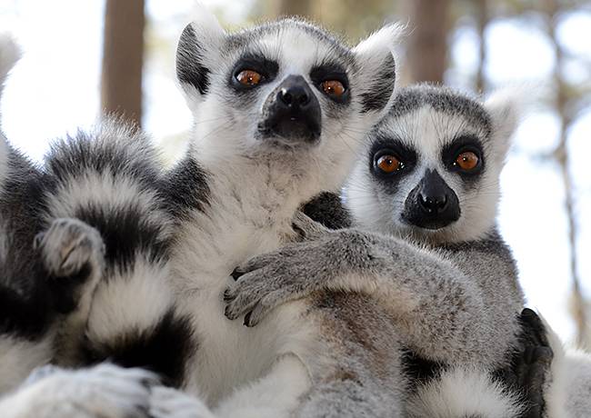 Ring-tailed lemurs such as these at the Duke Lemur Center can tell that a fellow lemur is weaker just by the natural scents they leave behind, researchers report. Males act more aggressively toward scents that smell “off.” Photo by David Haring.