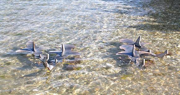 Shark decoys are used in the study to test the capabilities of the research drones. Photo Courtesy NC Coastal Reserve & National Estuarine Research Reserve