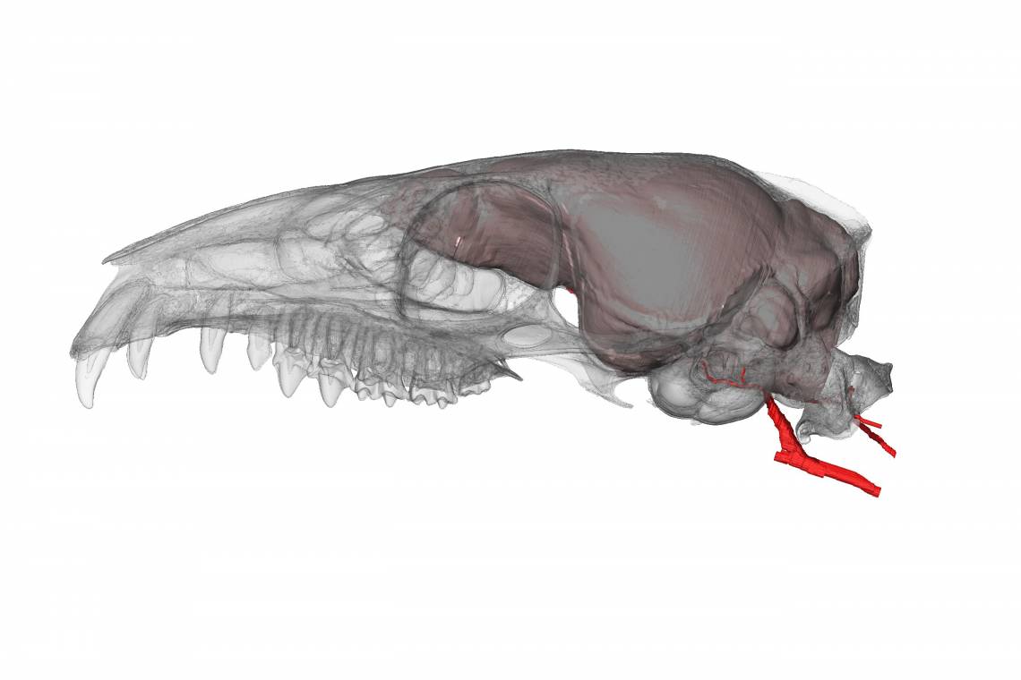 A tiny treeshrew brain saps just as much of the body’s energy as a human brain, researchers report. Shown in red are the blood vessels that deliver glucose to fuel cellular activities. Image by Arianna Harrington, Duke University.