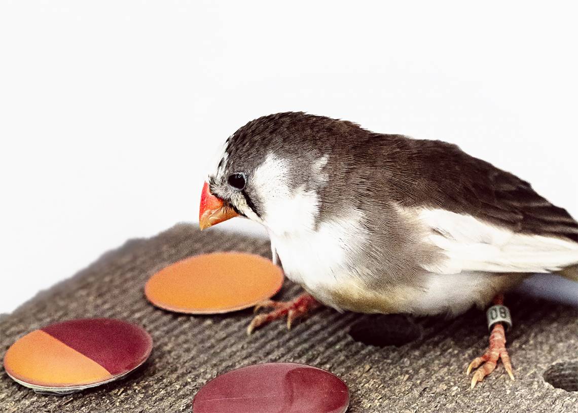 The rainbow of visible colors varies over a continuous range of wavelengths, but zebra finches break it into discrete colors much like humans, researchers report. Photo by Ryan Huang, TerraCommunications LLC