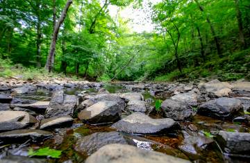 A stream runs through it: Photo of Duke Forest