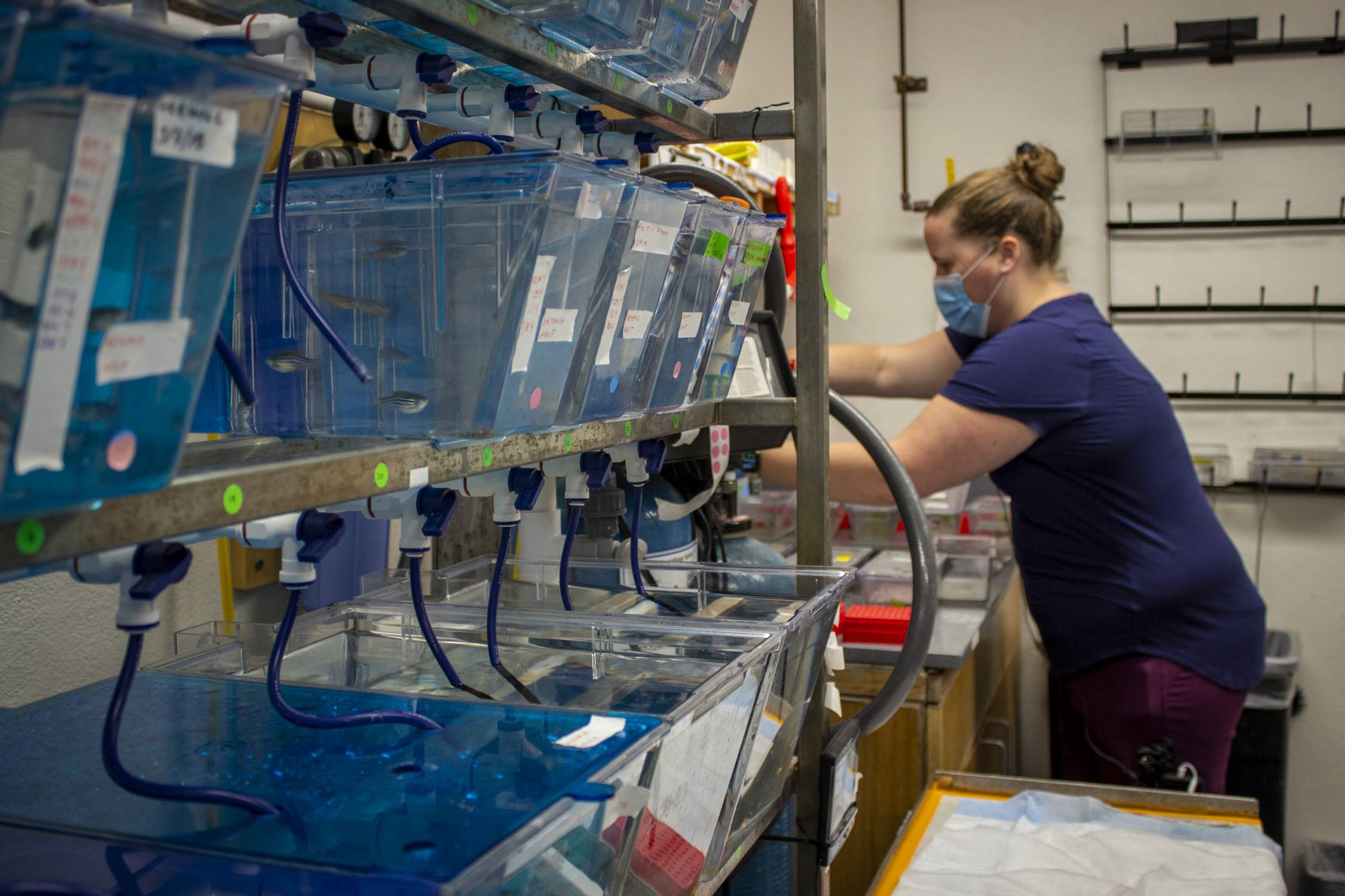 Postdoctoral researcher Lindsay Jasperse collects the day's new embryos from the zebrafish colony in Richard Di Giulio's lab in the Levine Science Research Center.