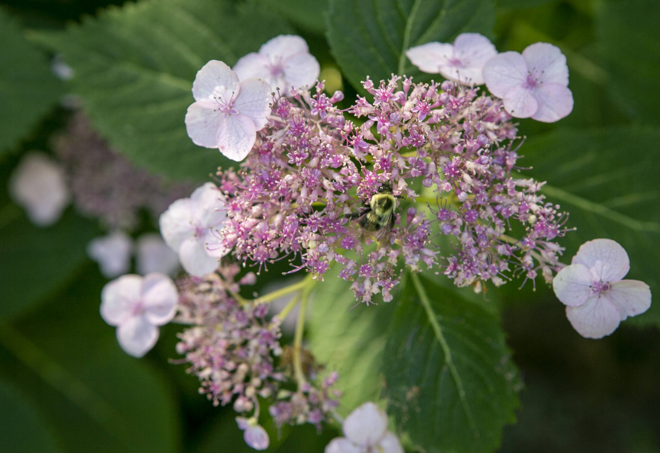 A bumblebee visits a flower in the Sarah P. Duke Gardens.