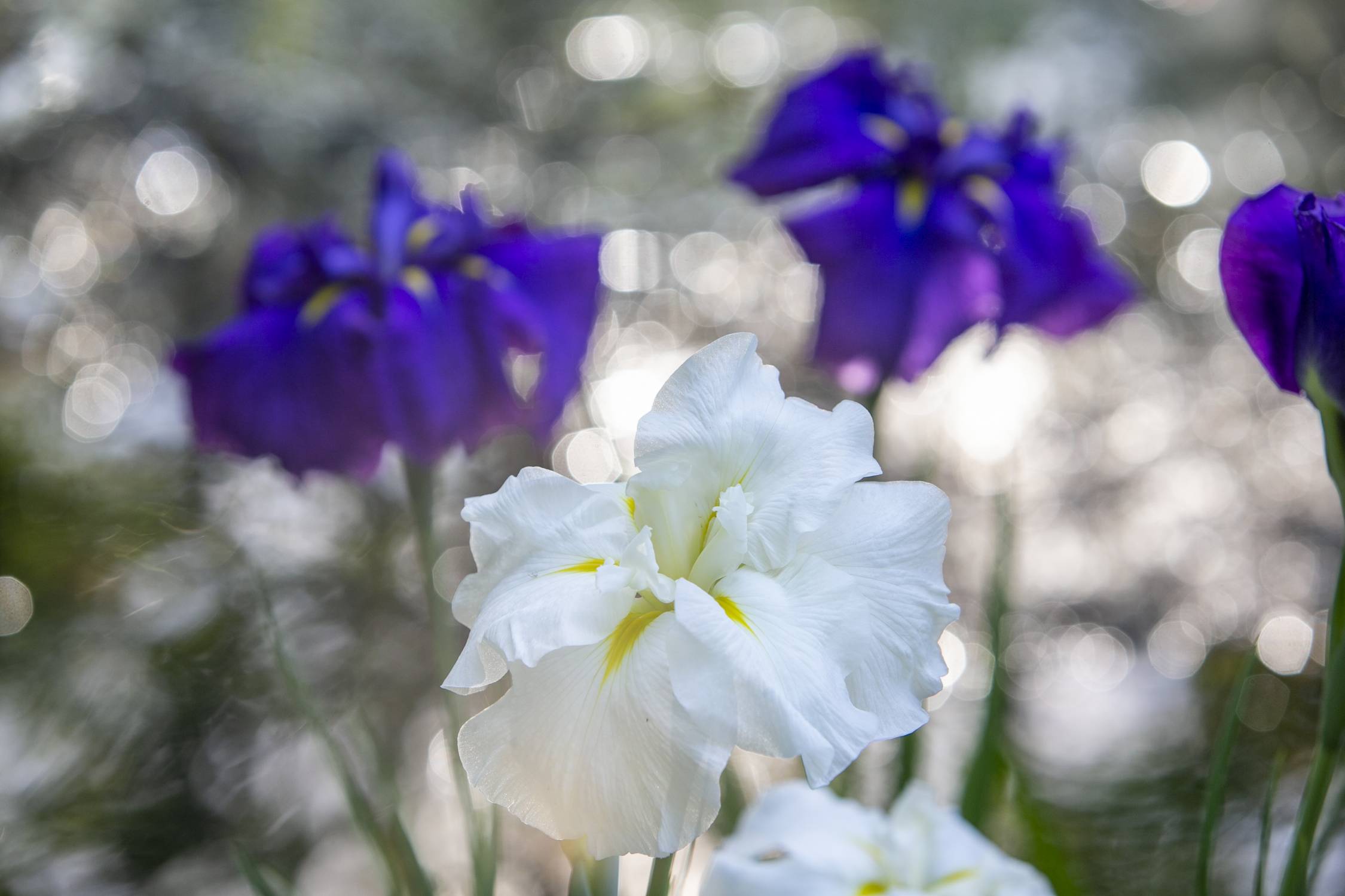 Irises are in full bloom in Duke Gardens.
