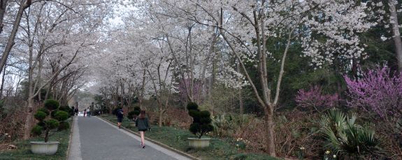 Cherry trees