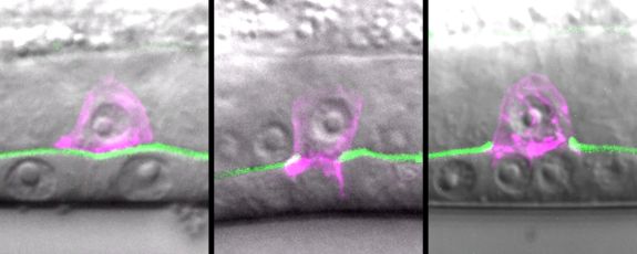 Caught on camera: A tiny worm cell hundreds of times smaller than a grain of sand is caught in the act of breaking through the tough outer membrane that normally holds cells in place. Courtesy of the Sherwood lab.